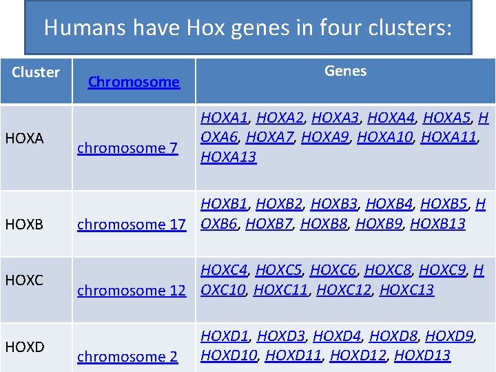 Humans have Hox genes in four clusters: Cluster HOXA HOXB HOXC HOXD Chromosome chromosome