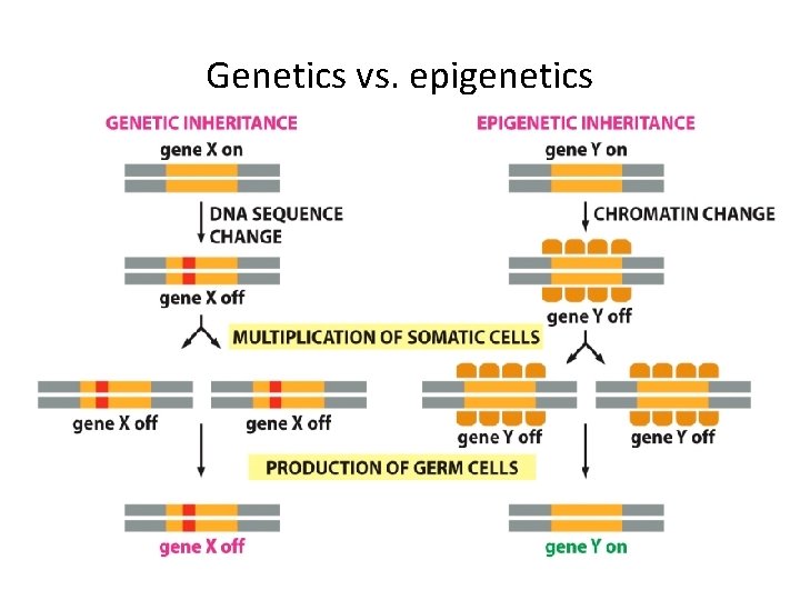 Genetics vs. epigenetics 