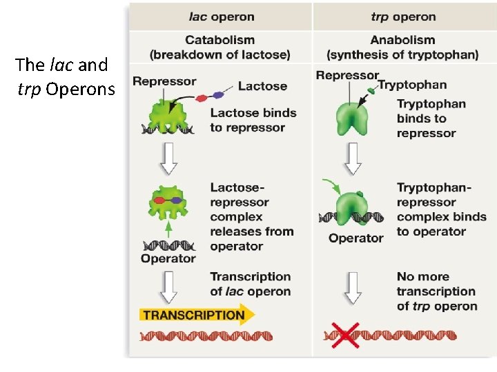 The lac and trp Operons 