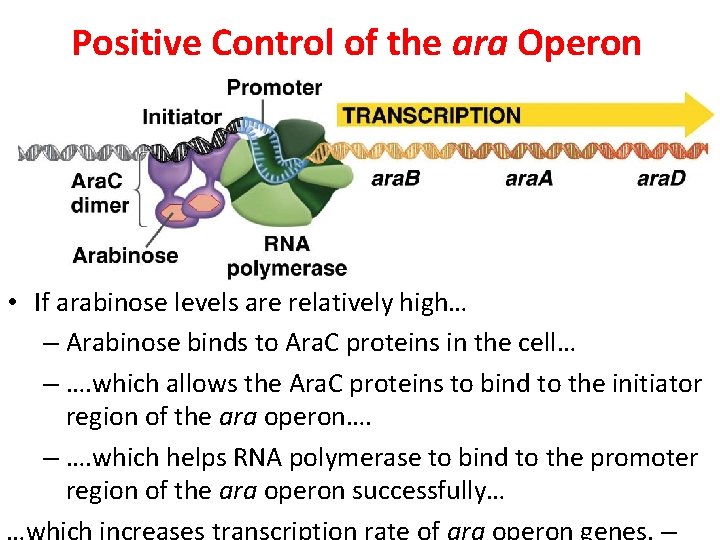 Positive Control of the ara Operon • If arabinose levels are relatively high… –