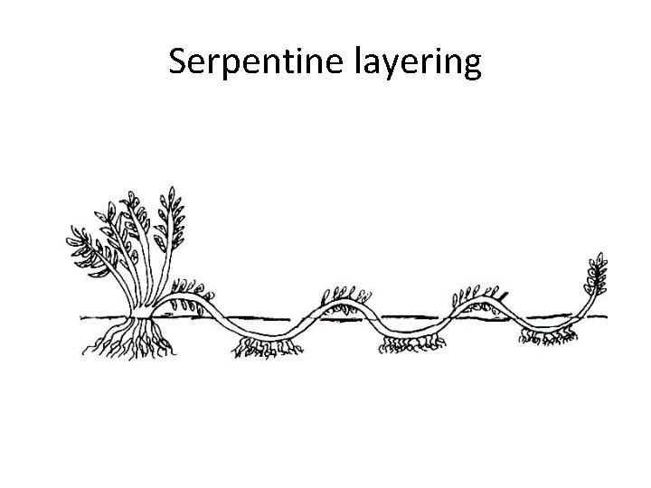 Serpentine layering 