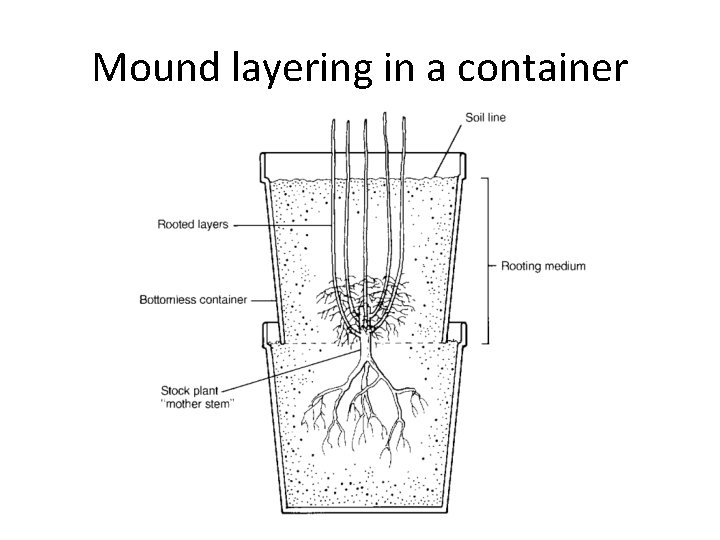 Mound layering in a container 