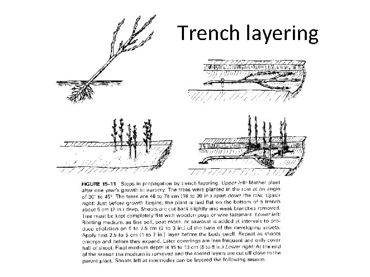 Trench layering 