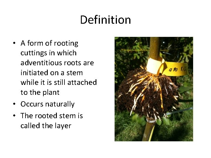 Definition • A form of rooting cuttings in which adventitious roots are initiated on