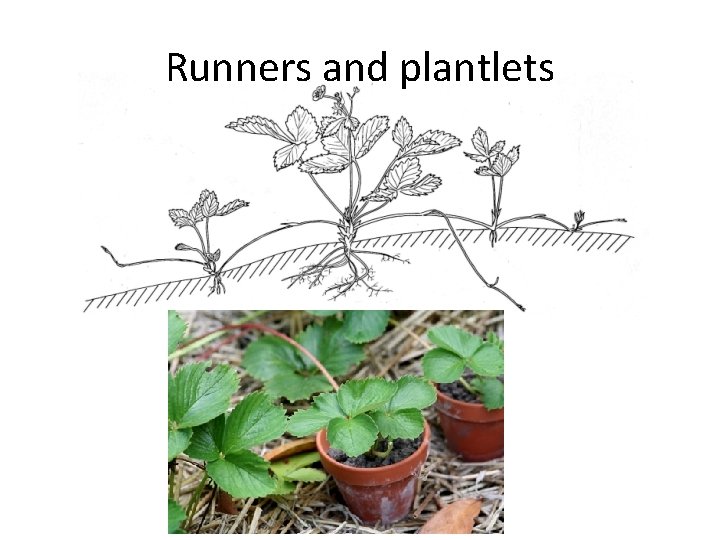 Runners and plantlets 