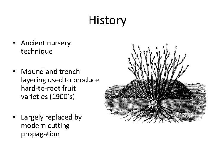 History • Ancient nursery technique • Mound and trench layering used to produce hard-to-root