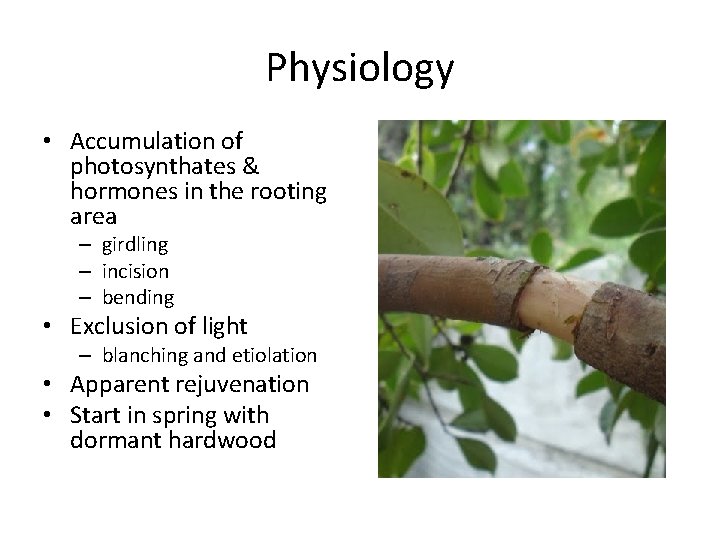 Physiology • Accumulation of photosynthates & hormones in the rooting area – girdling –