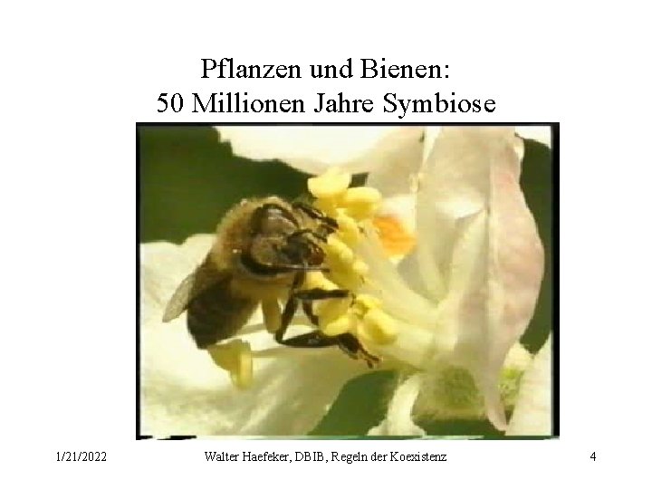 Pflanzen und Bienen: 50 Millionen Jahre Symbiose 1/21/2022 Walter Haefeker, DBIB, Regeln der Koexistenz