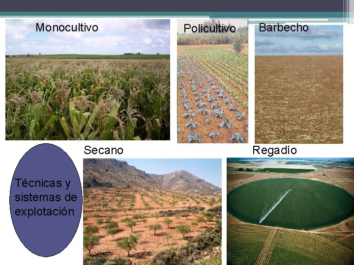 Monocultivo Secano Técnicas y sistemas de explotación Policultivo Barbecho Regadío 