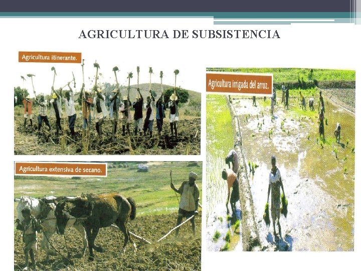 AGRICULTURA DE SUBSISTENCIA 