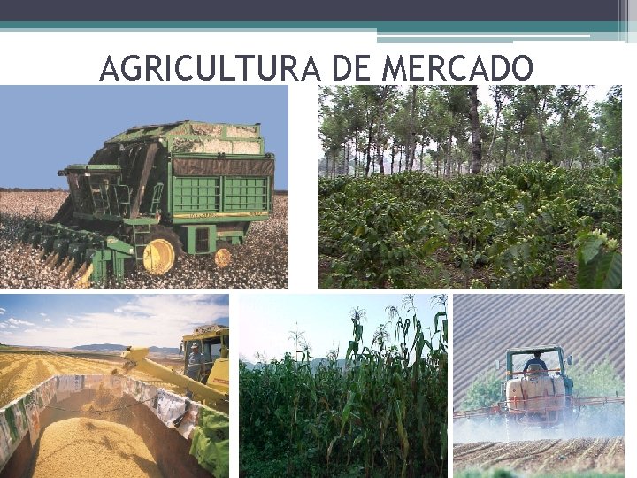 AGRICULTURA DE MERCADO 