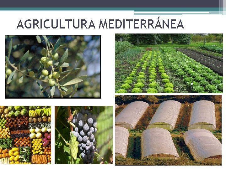 AGRICULTURA MEDITERRÁNEA 