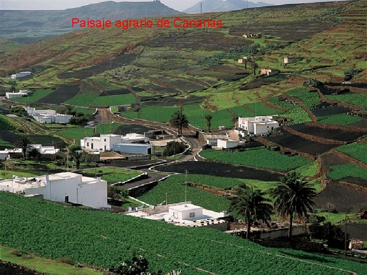Paisaje agrario de Canarias 