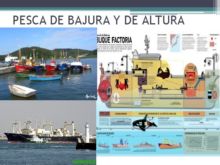 PESCA DE BAJURA Y DE ALTURA 