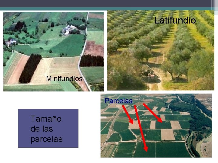 Latifundio Minifundios Parcelas Tamaño de las parcelas 