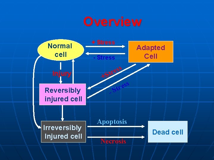 Overview Normal cell Injury Reversibly injured cell Irreversibly Injured cell + Stress Adapted Cell