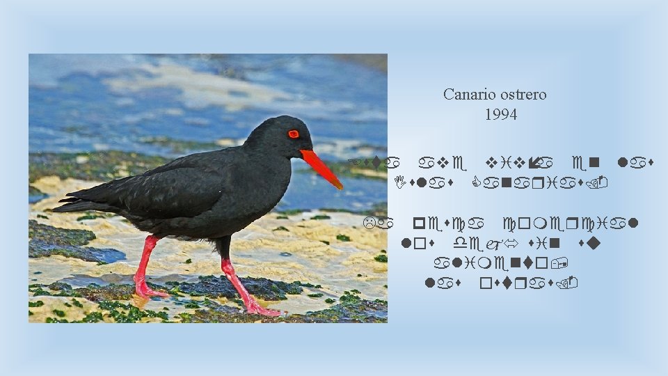 Canario ostrero 1994 Esta ave vivía en las Islas Canarias. La pesca comercial los
