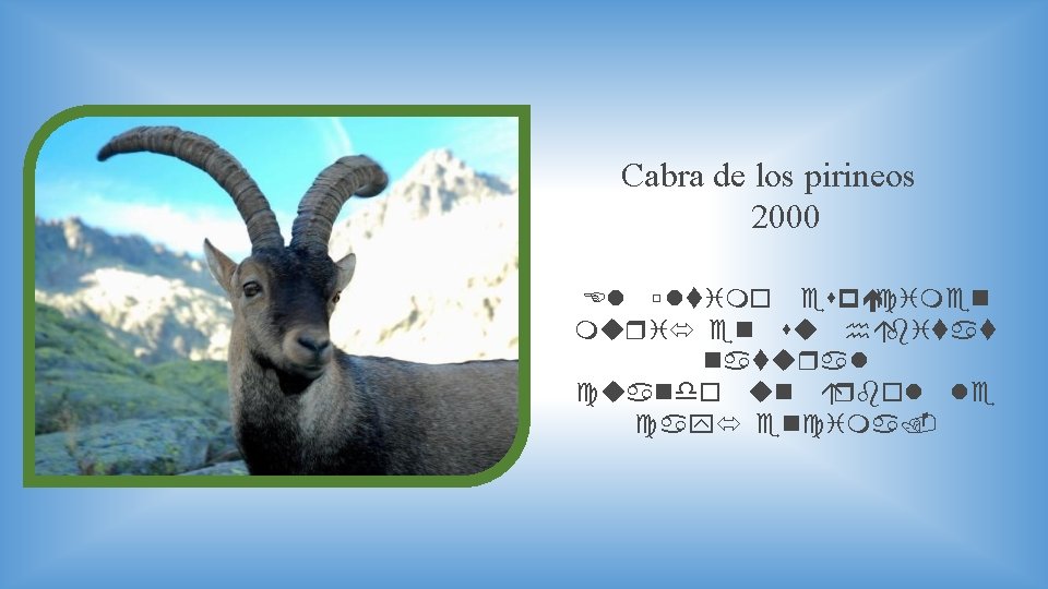 Cabra de los pirineos 2000 El ú ltimo espécimen murió en su hábitat natural