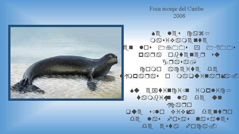 Foca monje del Caribe 2008 Se les cazó masivamente en los 1700 s y