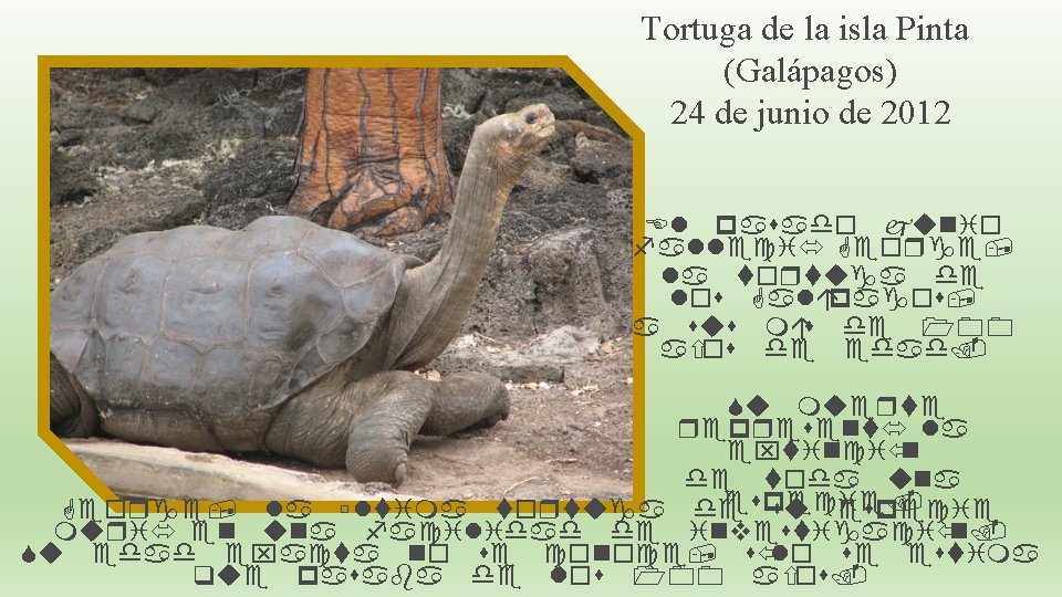 Tortuga de la isla Pinta (Galápagos) 24 de junio de 2012 El pasado junio