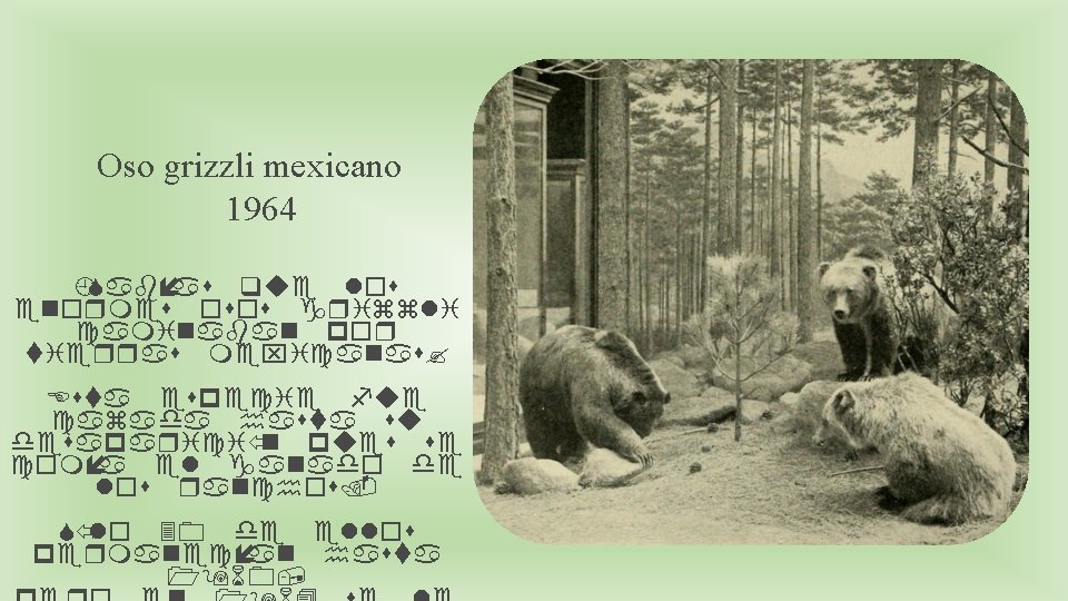 Oso grizzli mexicano 1964 ¿Sabías que los enormes osos grizzli caminaban por tierras mexicanas?