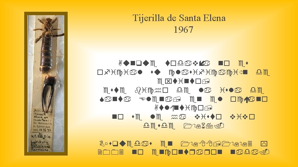Tijerilla de Santa Elena 1967 Aunque todavía no es oficial su clasificació n de