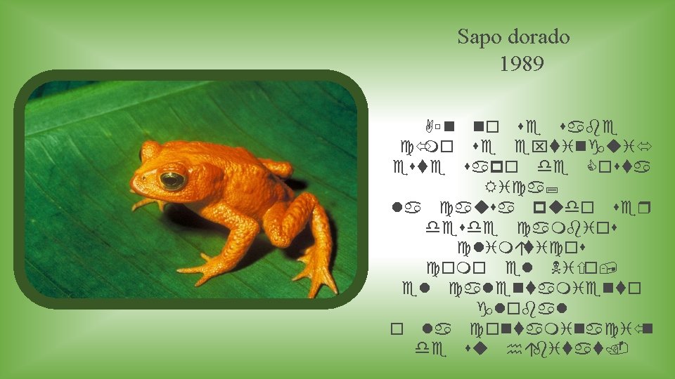 Sapo dorado 1989 Aú n no se sabe có mo se extinguió este sapo