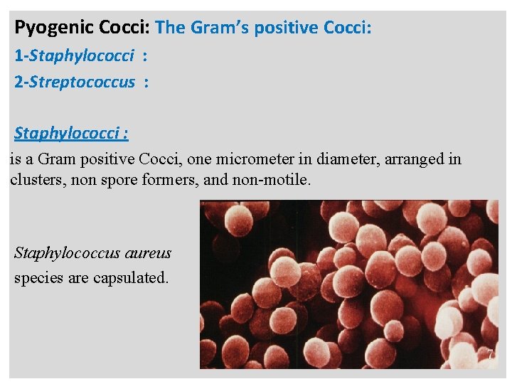 n Pyogenic Cocci: The Gram’s positive Cocci: 1 -Staphylococci : 2 -Streptococcus : Staphylococci