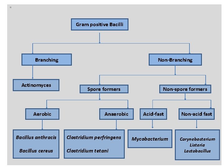 n N Gram positive Bacilli Branching Actinomyces Aerobic Bacillus anthracis Bacillus cereus Non-Branching Spore