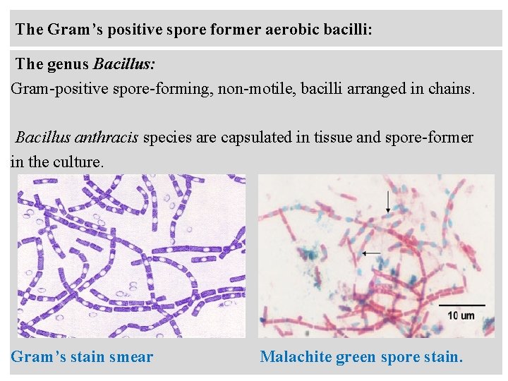 The Gram’s positive spore former aerobic bacilli: The genus Bacillus: Gram-positive spore-forming, non-motile, bacilli