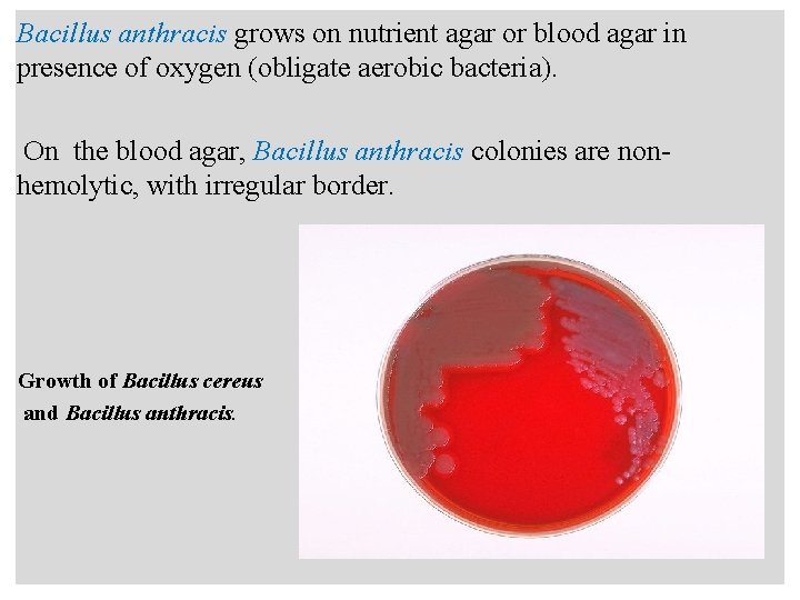 n Bacillus anthracis grows on nutrient agar or blood agar in presence of oxygen