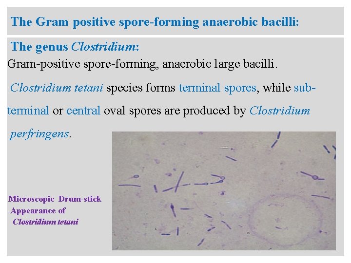 The Gram positive spore-forming anaerobic bacilli: The genus Clostridium: Gram-positive spore-forming, anaerobic large bacilli.