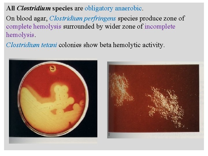 n All Clostridium species are obligatory anaerobic. On blood agar, Clostridium perfringens species produce