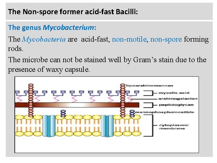 The Non-spore former acid-fast Bacilli: The genus Mycobacterium: The Mycobacteria are acid-fast, non-motile, non-spore