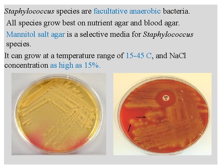 n Staphylococcus species are facultative anaerobic bacteria. All species grow best on nutrient agar