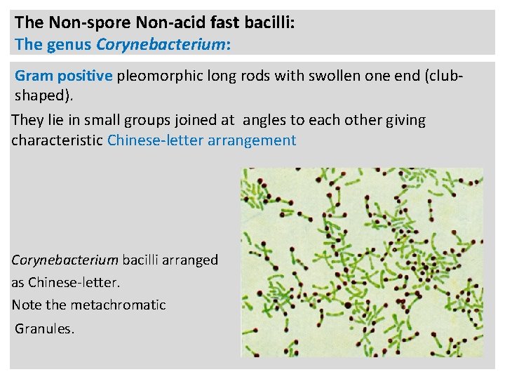 The Non-spore Non-acid fast bacilli: The genus Corynebacterium: Gram positive pleomorphic long rods with