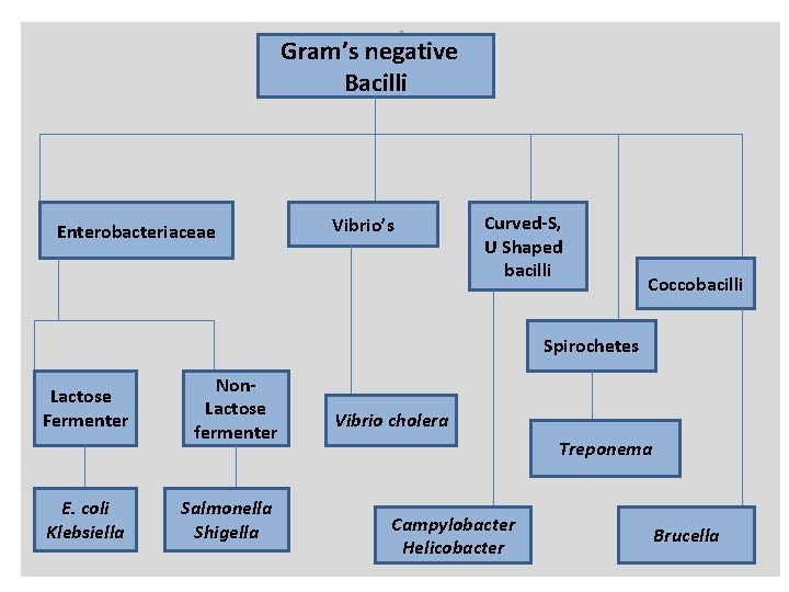 n n Gram’s negative Bacilli Enterobacteriaceae Vibrio’s Curved-S, U Shaped bacilli Coccobacilli Spirochetes Lactose