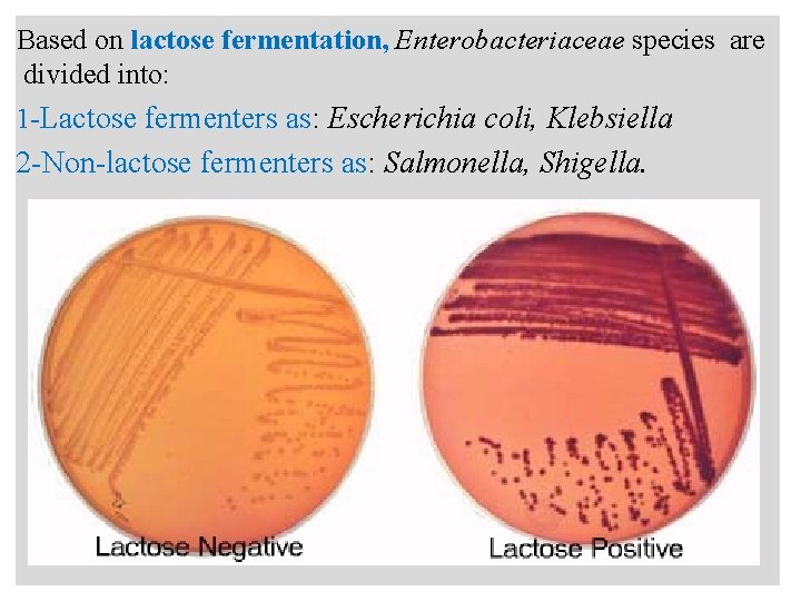 n Based on lactose fermentation, Enterobacteriaceae species are divided into: 1 -Lactose fermenters as: