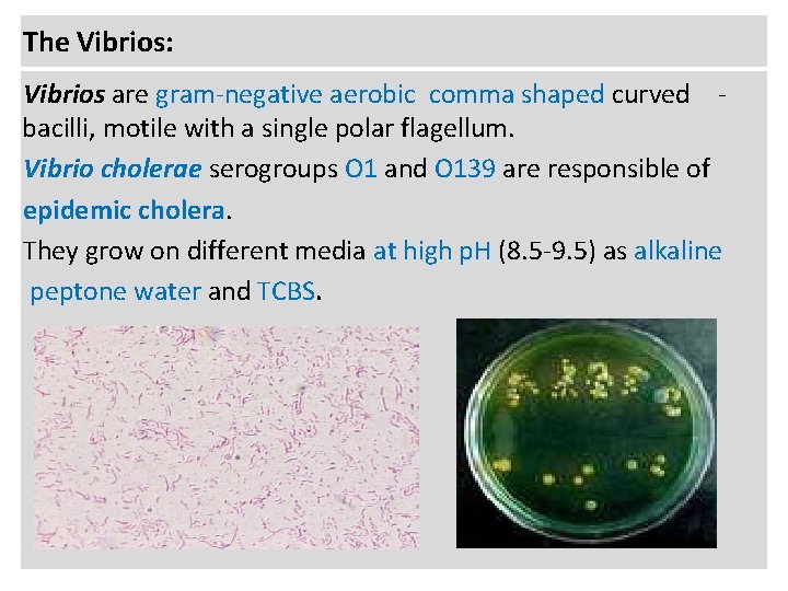 The Vibrios: Vibrios are gram-negative aerobic comma shaped curved bacilli, motile with a single