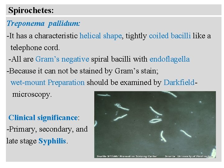 Spirochetes: Treponema pallidum: -It has a characteristic helical shape, tightly coiled bacilli like a