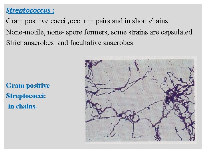 n Streptococcus : Gram positive cocci , occur in pairs and in short chains.