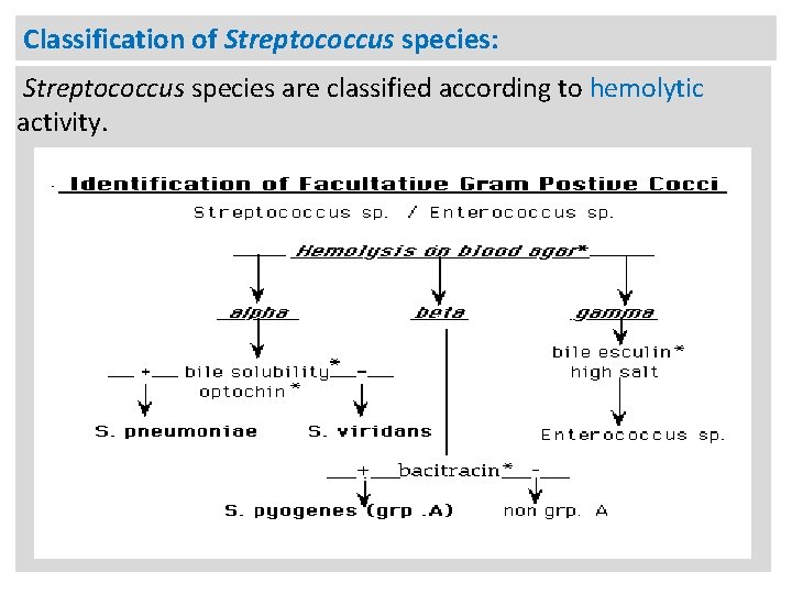 Classification of Streptococcus species: Streptococcus species are classified according to hemolytic activity. 