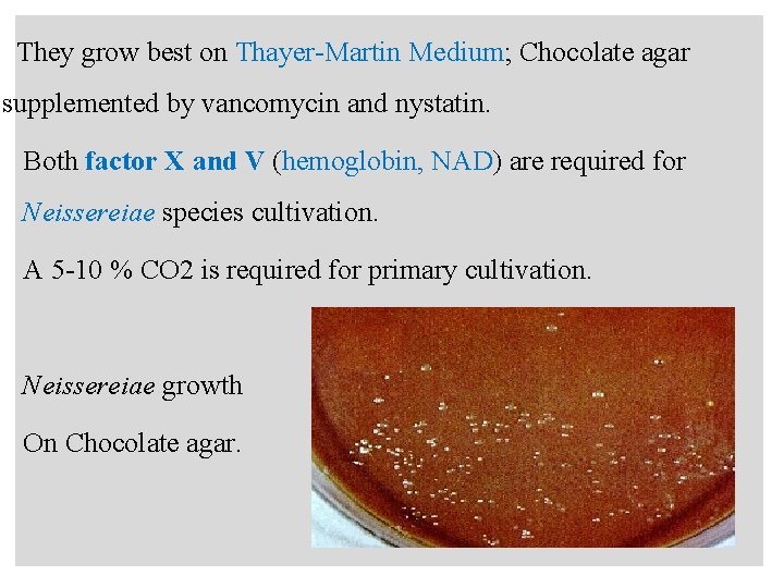 n They grow best on Thayer-Martin Medium; Chocolate agar supplemented by vancomycin and nystatin.