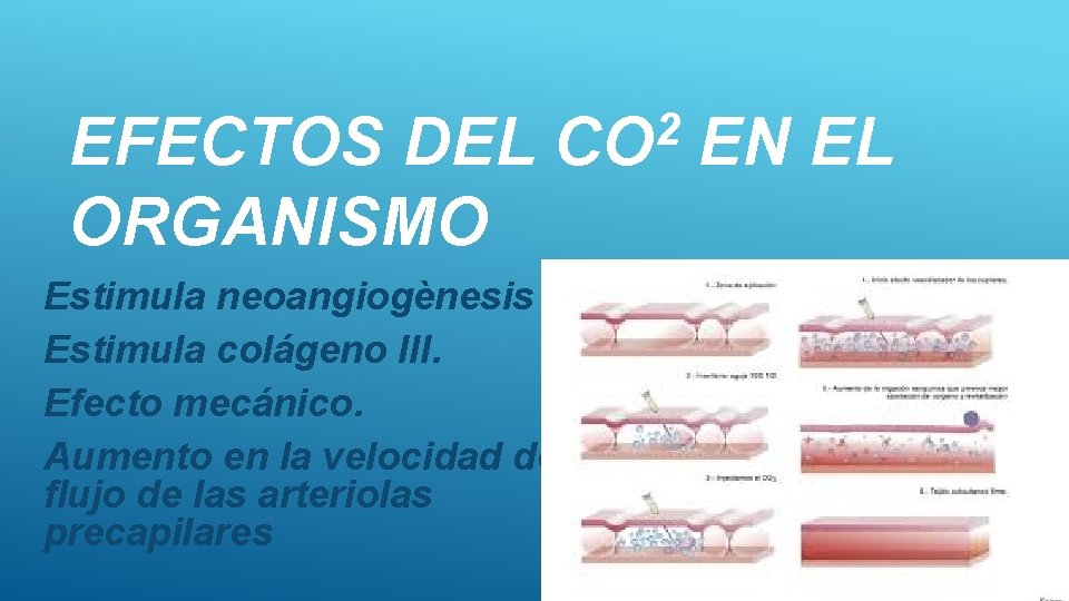 EFECTOS DEL ORGANISMO 2 CO Estimula neoangiogènesis Estimula colágeno lll. Efecto mecánico. Aumento en