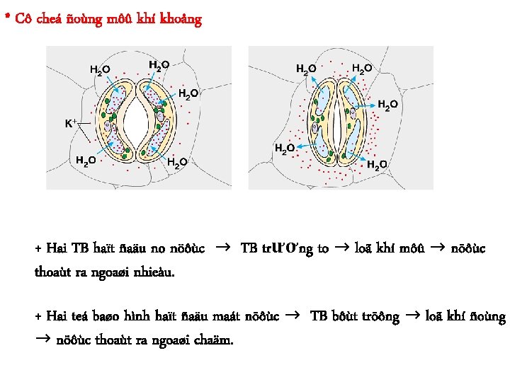 * Cô cheá ñoùng môû khí khoång + Hai TB haït ñaäu no nöôùc