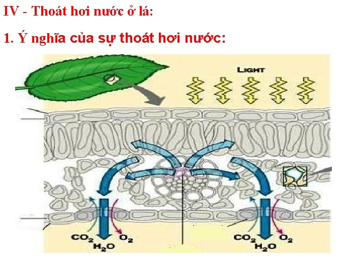 IV - Thoát hơi nước ở lá: 1. Ý nghĩa của sự thoát hơi