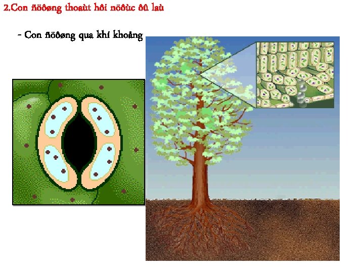 2. Con ñöôøng thoaùt hôi nöôùc ôû laù - Con ñöôøng qua khí khoång