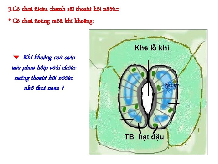 3. Cô cheá ñieàu chænh söï thoaùt hôi nöôùc: * Cô cheá ñoùng môû