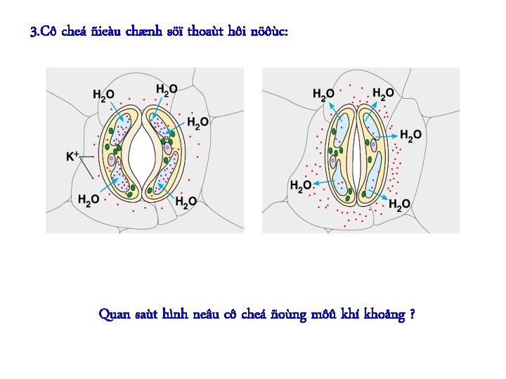 3. Cô cheá ñieàu chænh söï thoaùt hôi nöôùc: Quan saùt hình neâu cô