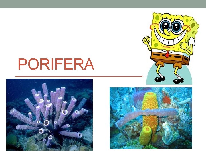 PORIFERA 